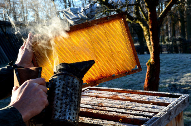 养蜂人检查蜂房里蜂蜡的质量。使用冒烟的金属容器，通过燃烧悲伤的木头产生浓烟。手印在蜂蜡蜂巢里闪闪发光图片下载