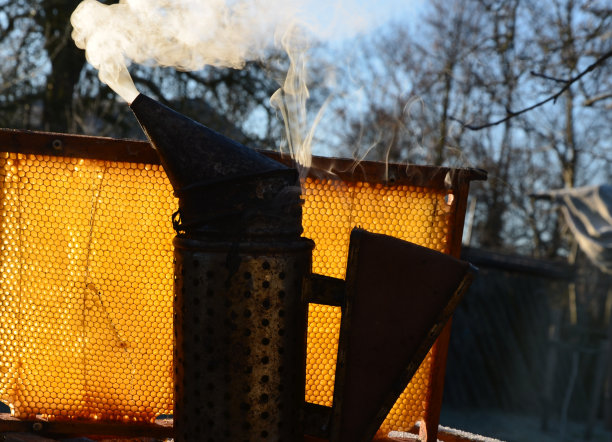 养蜂人检查蜂房里蜂蜡的质量。使用冒烟的金属容器，通过燃烧悲伤的木头产生浓烟。手印在蜂蜡蜂巢里闪闪发光图片下载