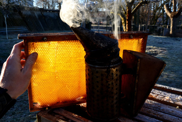 养蜂人检查蜂房内蜂蜡的质量。使用冒烟的金属容器，通过燃烧悲伤的木头产生浓烟。手印透过蜂蜡发出亮光图片下载