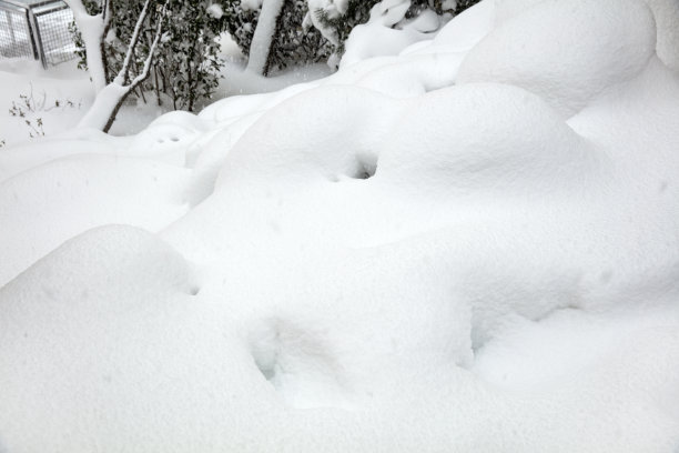 光滑的雪表面与小突起的树图片下载