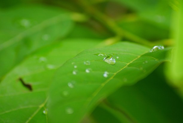 树叶上的水滴图片下载
