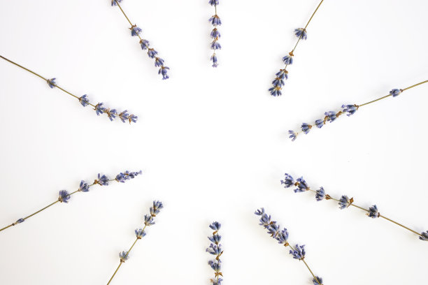 白色背景上的薰衣草干枝。平的。图片下载