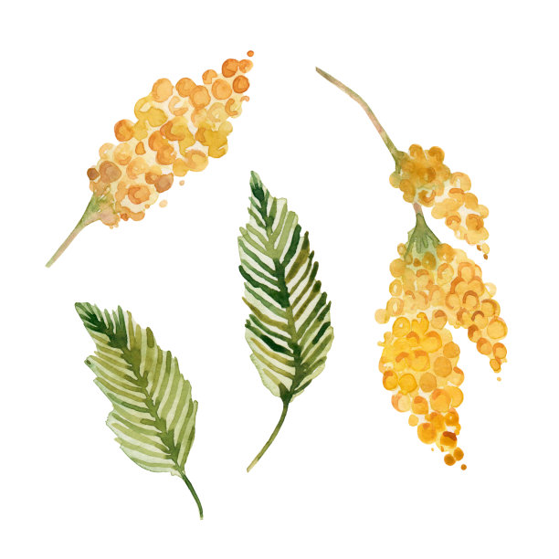 一套手绘水彩枝含羞草孤立在白色的背景。黄色的春花。图片下载