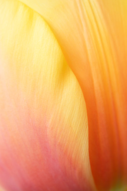 自然软焦点黄橙色渐变。图片下载