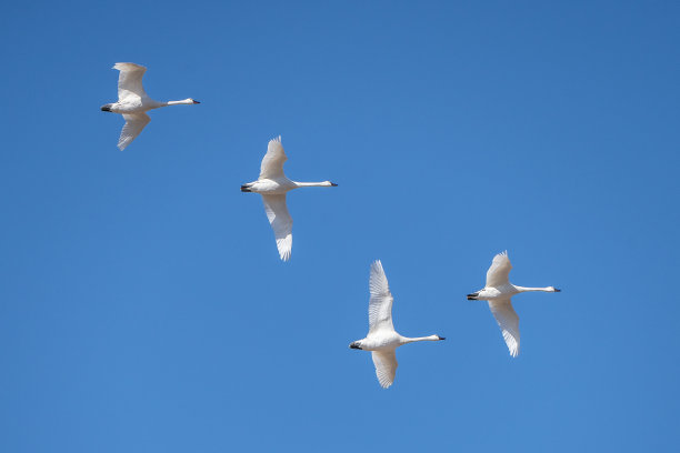 冻原天鹅飞图片下载