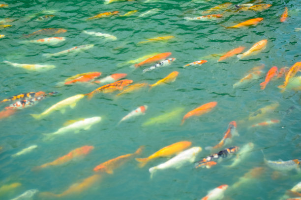 五颜六色的锦鲤。鲤鱼鱼图片下载