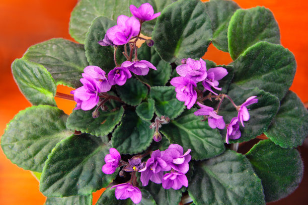 非洲紫罗兰花图片下载