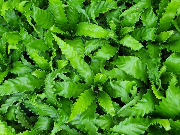 “大阪”有细长的绿叶，叶片呈锯齿状，呈尖状。图片下载