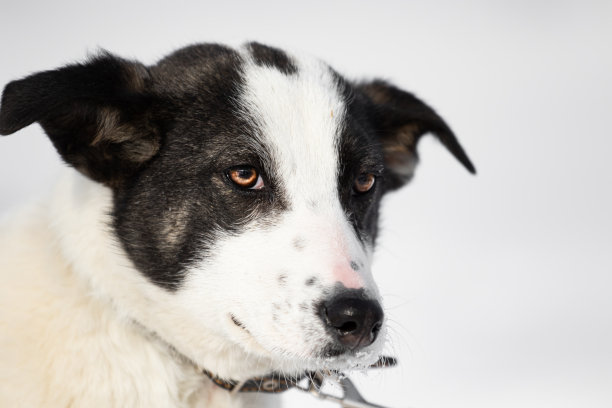 特写的一个黑色和白色的狗与富有表现力的橙棕色眼睛。有不同寻常的眼睛和富于表情的目光的动物没有品种的宠物。杂种。高质量的照片图片下载