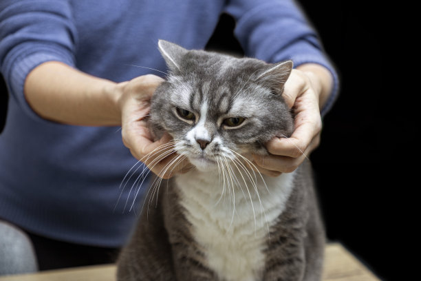 那女人抓了猫的脸。宠物，爱抚，爱抚家里。图片下载