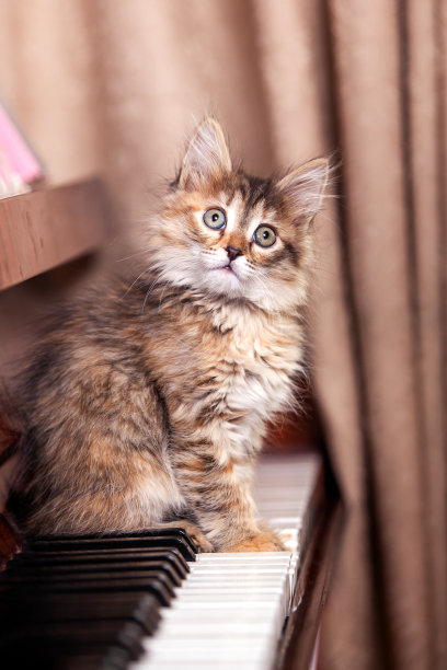 小猫在钢琴键盘上图片下载