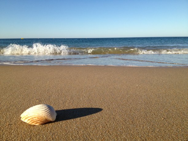 海滩上的贝壳图片下载