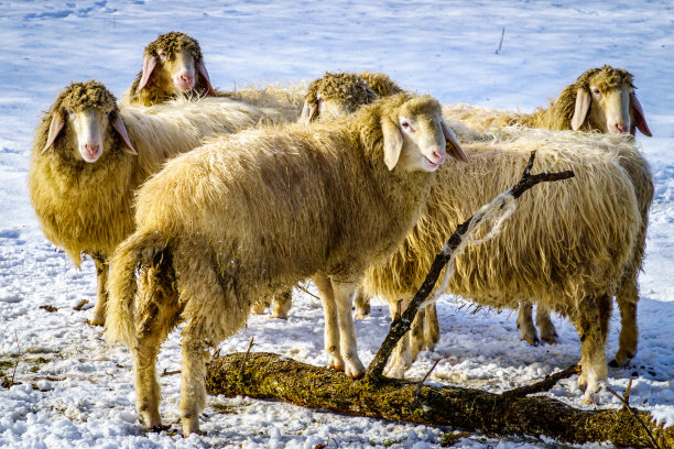农场里的羊图片下载