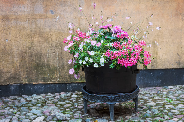 古老的墙壁背景上美丽的花朵图片下载