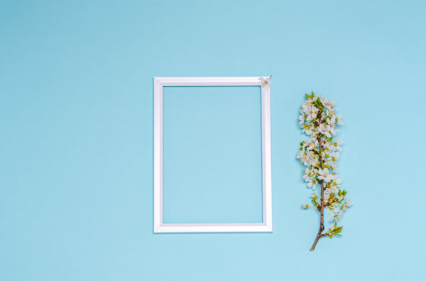 盛开的樱花枝与白色的花和一个框架与地方的文字在蓝色的背景。图片下载