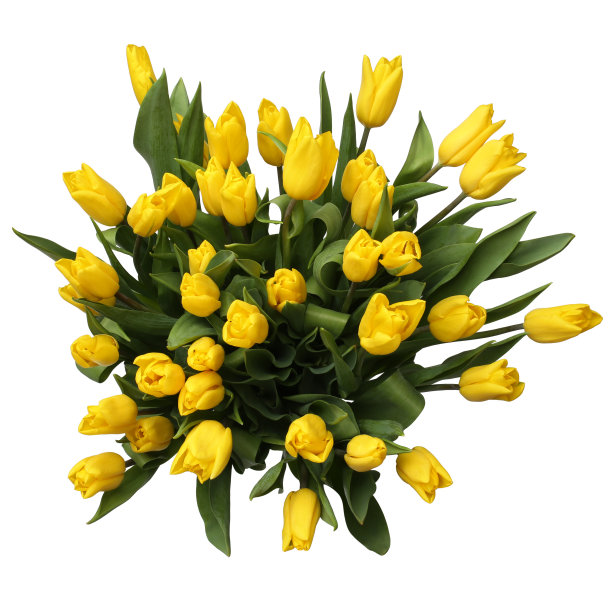 一束黄色的郁金香图片下载