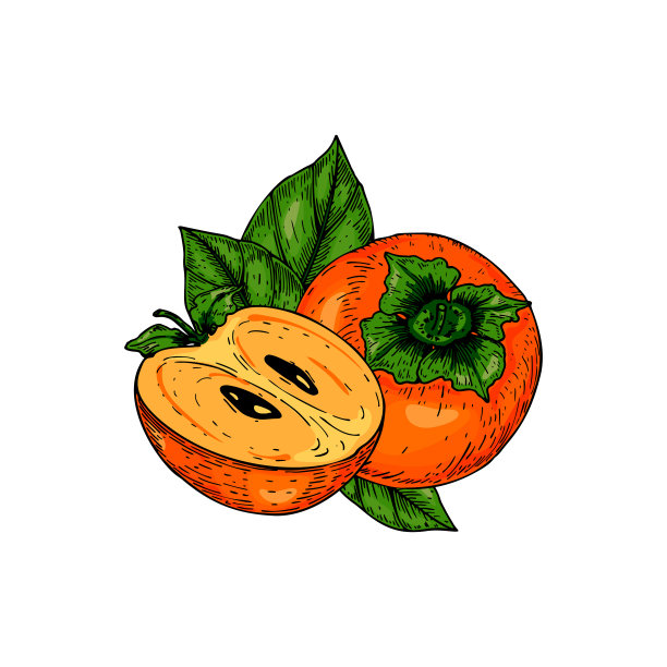 手绘柿子与叶子孤立在白色背景。矢量插图在彩色素描风格图片下载