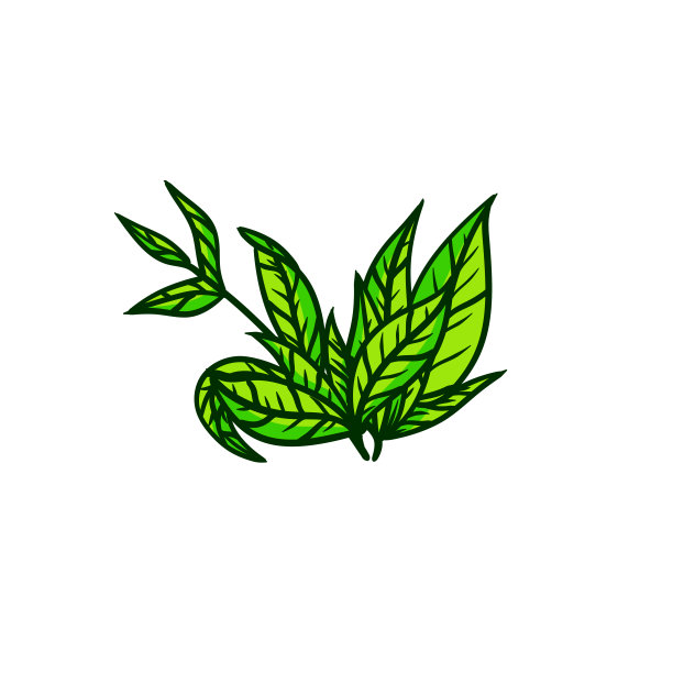 茶叶。绿色的植物。手绘的自然元素。卡通插图图片下载