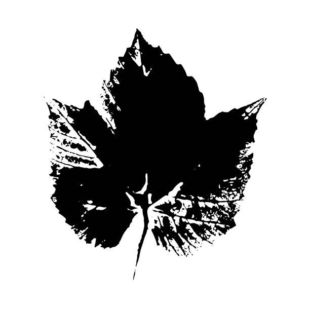 葡萄叶子的印记。孤立的植物元素。适用于设计、装饰、印刷、明信片、图案。矢量插图。图片下载