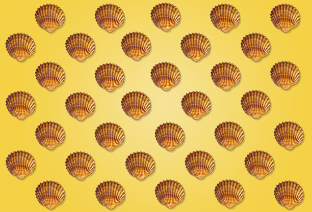 软体动物图片下载