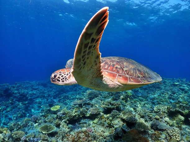 游得优美的海龟素材图片