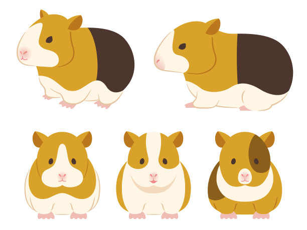 插图豚鼠图片下载