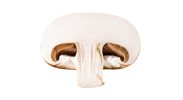 香菇棕色皇家，切割，一个孤立的白色背景与剪裁路径，包装设计的元素。图片下载