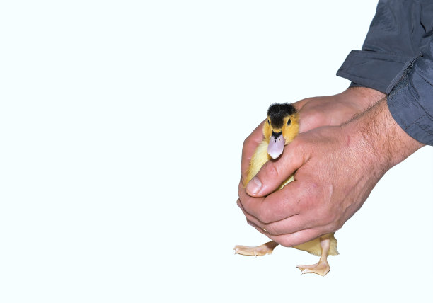 农夫手中的小鸟从蛋里孵出来了。一个男人的手牵着一只白色背景上的黄色小鸭子。小鸭子是一种甜蜜、天真的想法，是柔情和力量的结合图片下载