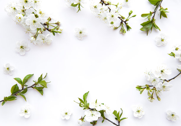 春天的边界背景与美丽的白色花枝。图片下载