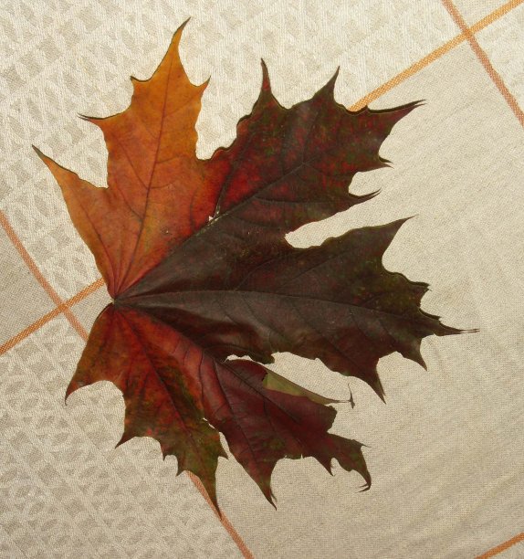 桌布上的枫叶图片下载