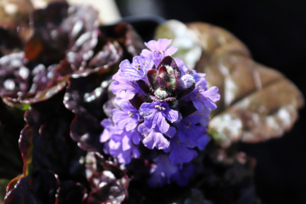 一簇喇叭状花的宏观喇叭草图片下载