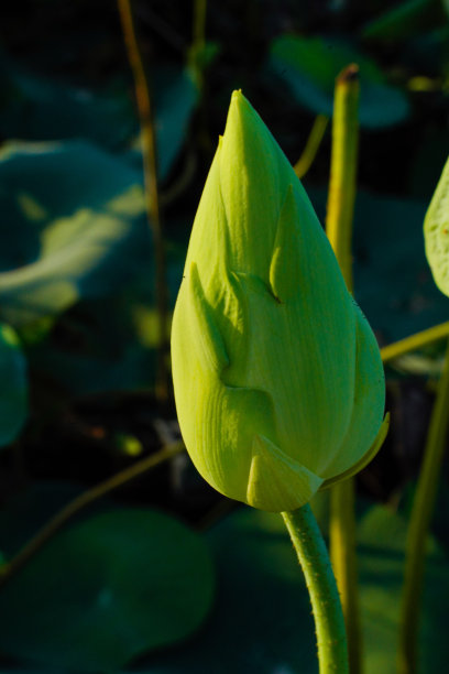 睡莲的叶子在河边图片下载