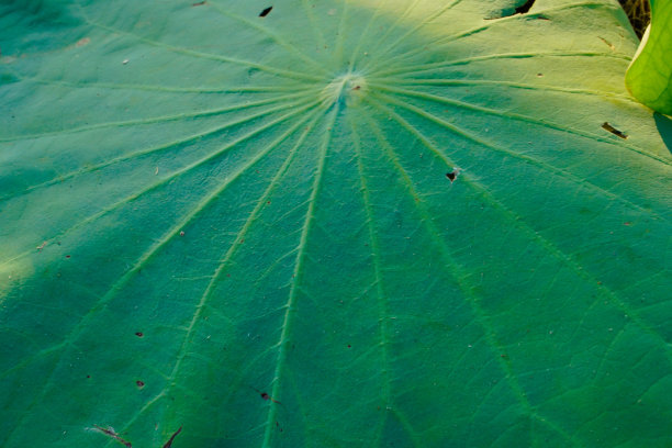 睡莲的叶子在河边图片下载