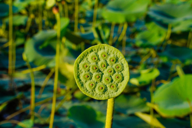 睡莲的叶子在河边图片下载