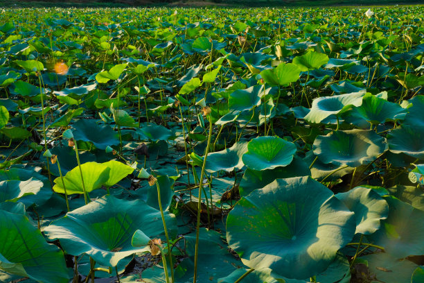 睡莲的叶子在河边图片下载