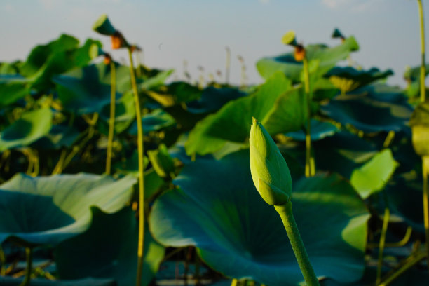 睡莲的叶子在河边图片下载