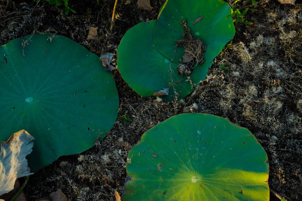 睡莲的叶子在河边图片下载