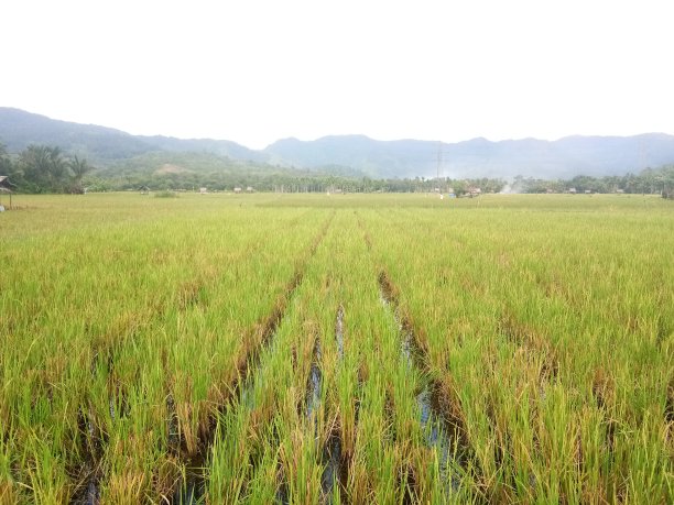 旧的未来图片下载