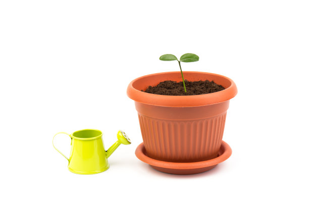 柠檬树芽在花盆和喷壶。在家给幼苗浇水。园艺和生态概念。图片下载