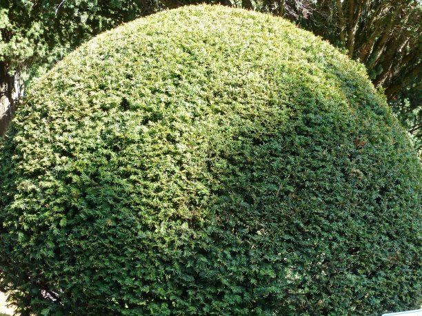 月桂树(lauurus Nobilis)是亚热带乔木或灌木。它的叶子可以用作香料。在古希腊，月桂树被认为是一棵神圣的树，它的花环装饰着获奖者的头部图片下载