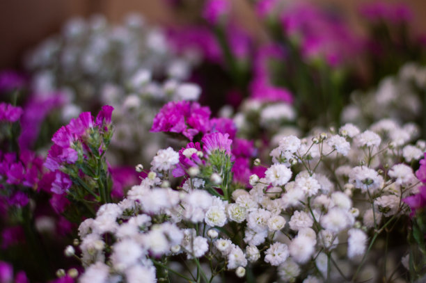一束白花和小玫瑰。春天花壁纸。不朽的图片下载