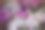 一束白花和小玫瑰。春天花壁纸。不朽的图片下载