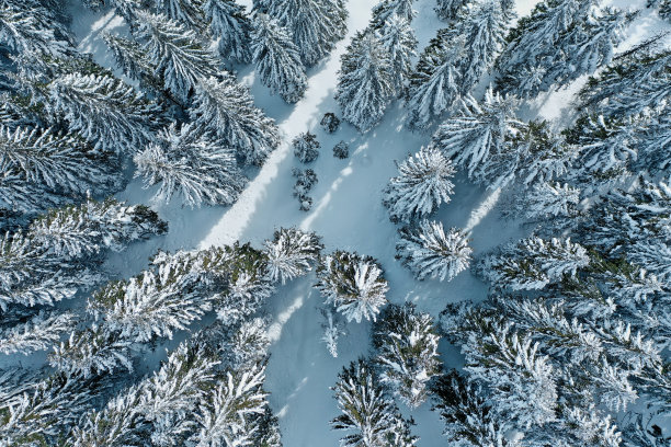 鸟瞰图冰冻冷杉树在森林在冬季时间。图片下载
