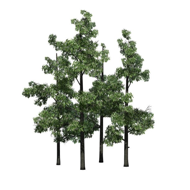 一群春天的酸木树，孤立在白色的背景上图片下载