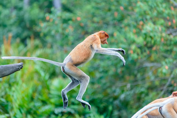 长鼻猴(幼虫鼻)图片下载