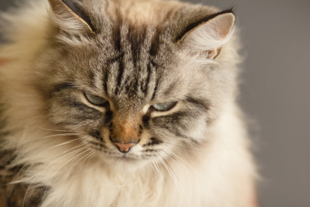 毛茸茸的暹罗猫的肖像与蓝色眼睛，愤怒的动物脸，概念宠物图片下载