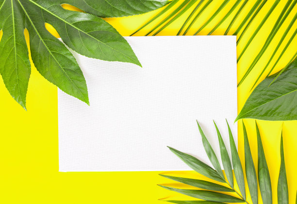 一个美丽的纹理绿色棕榈叶和其他热带植物在充满活力的黄色背景与白色创造性的复制空间由帆布广场。前视图。平铺最小排列。图片下载