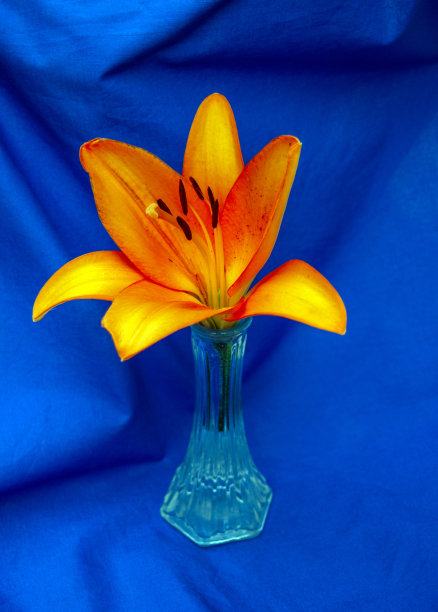 橙色百合在密苏里州优雅地展示图片下载