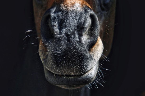 马的鼻子图片下载