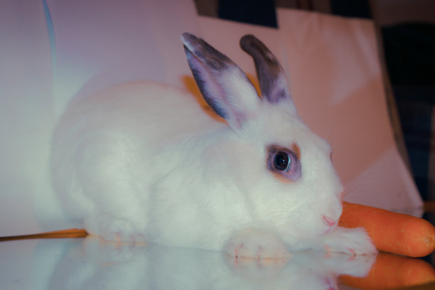 小白兔坐在胡萝卜旁边图片下载